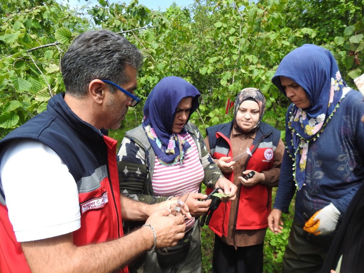 Espiye'de Kahverengi Kokarcaya Karşı 3 Bin 416 Samuray Arısı Salındı